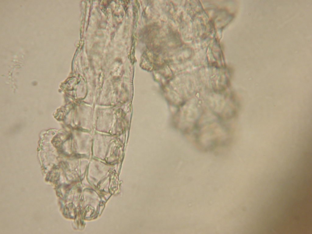 Update on new therapies for demodicosis