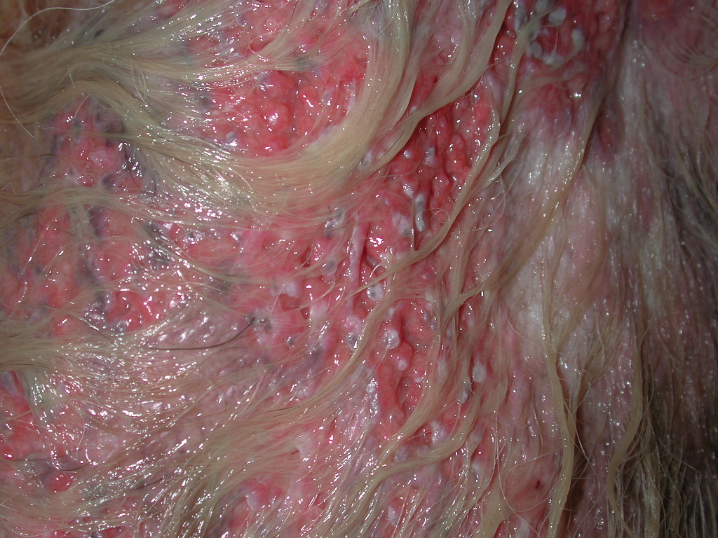 Interesting study on efficacy of honey