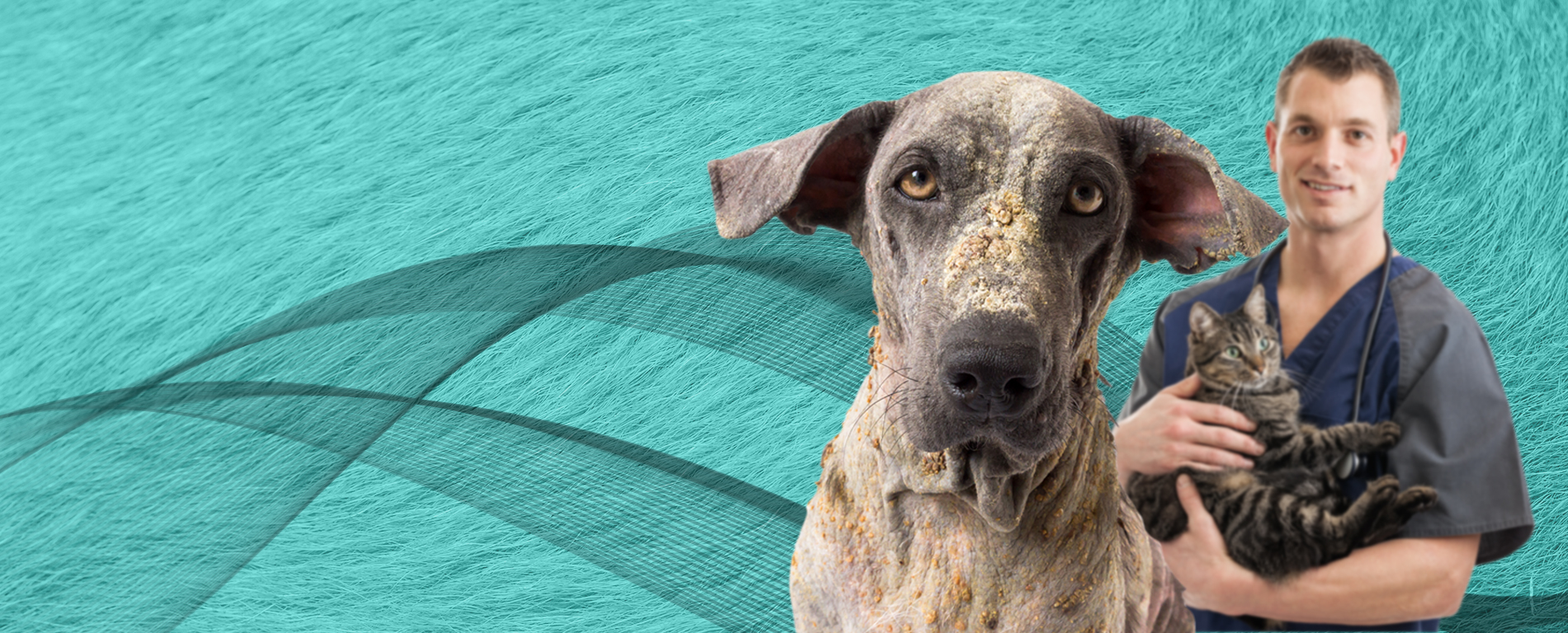 Dog with skin conditions